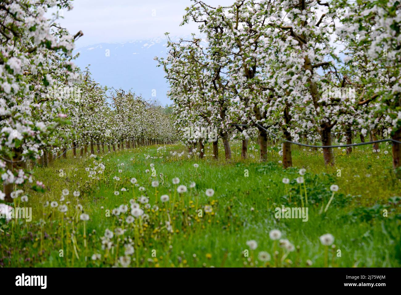 blooming trees of apple flowers in an orchard in spring Stock Photo - Alamy