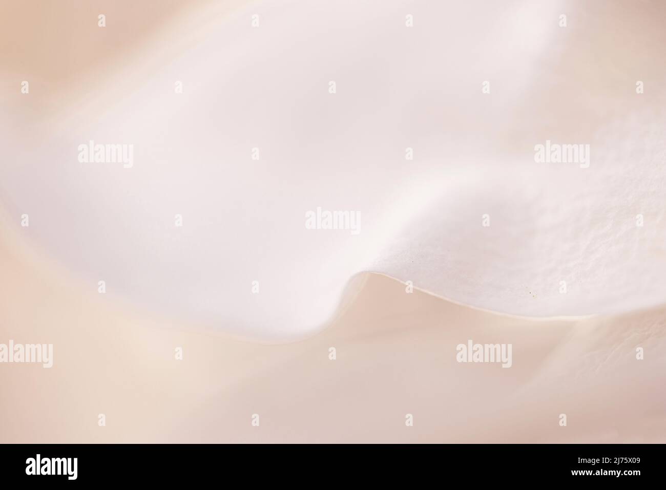 Abstract detail of magnolia flower Stock Photo