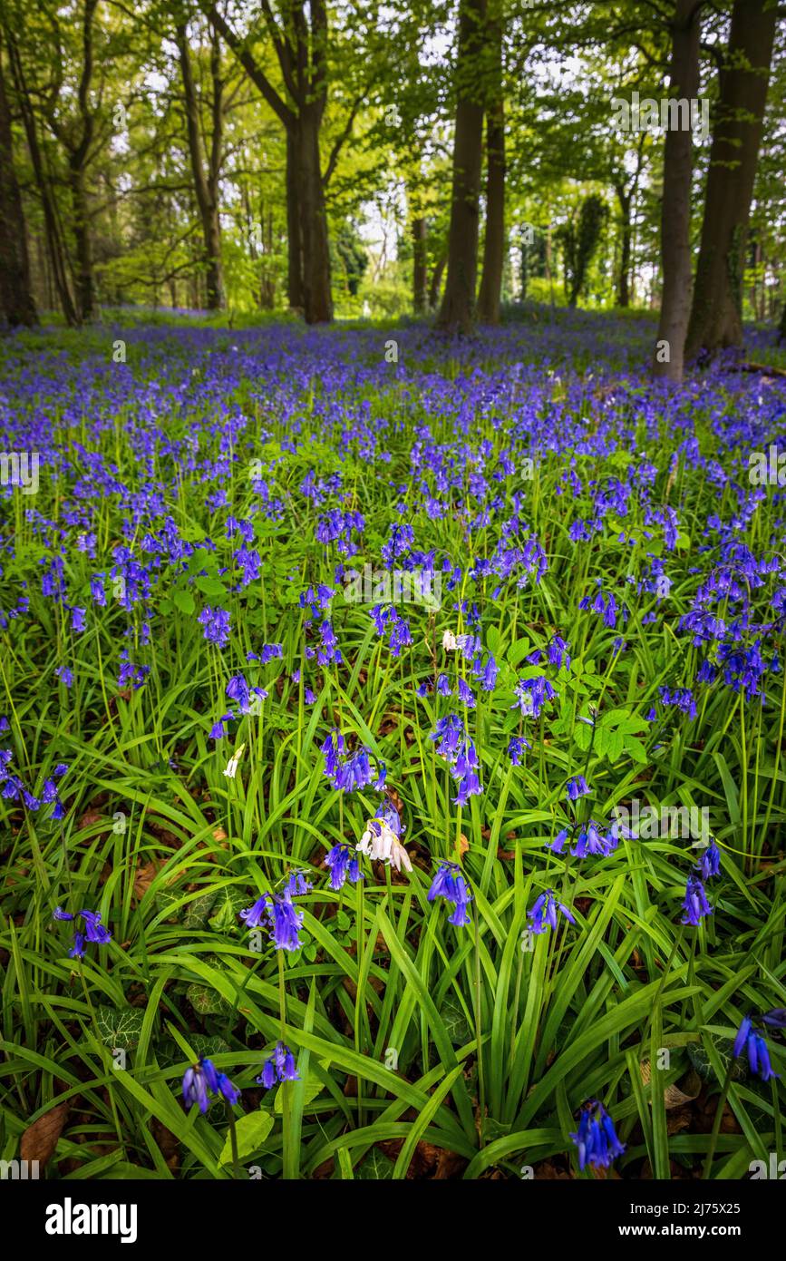 Spring Bluebells in Oxhill Wood, Cotswolds, England Stock Photo