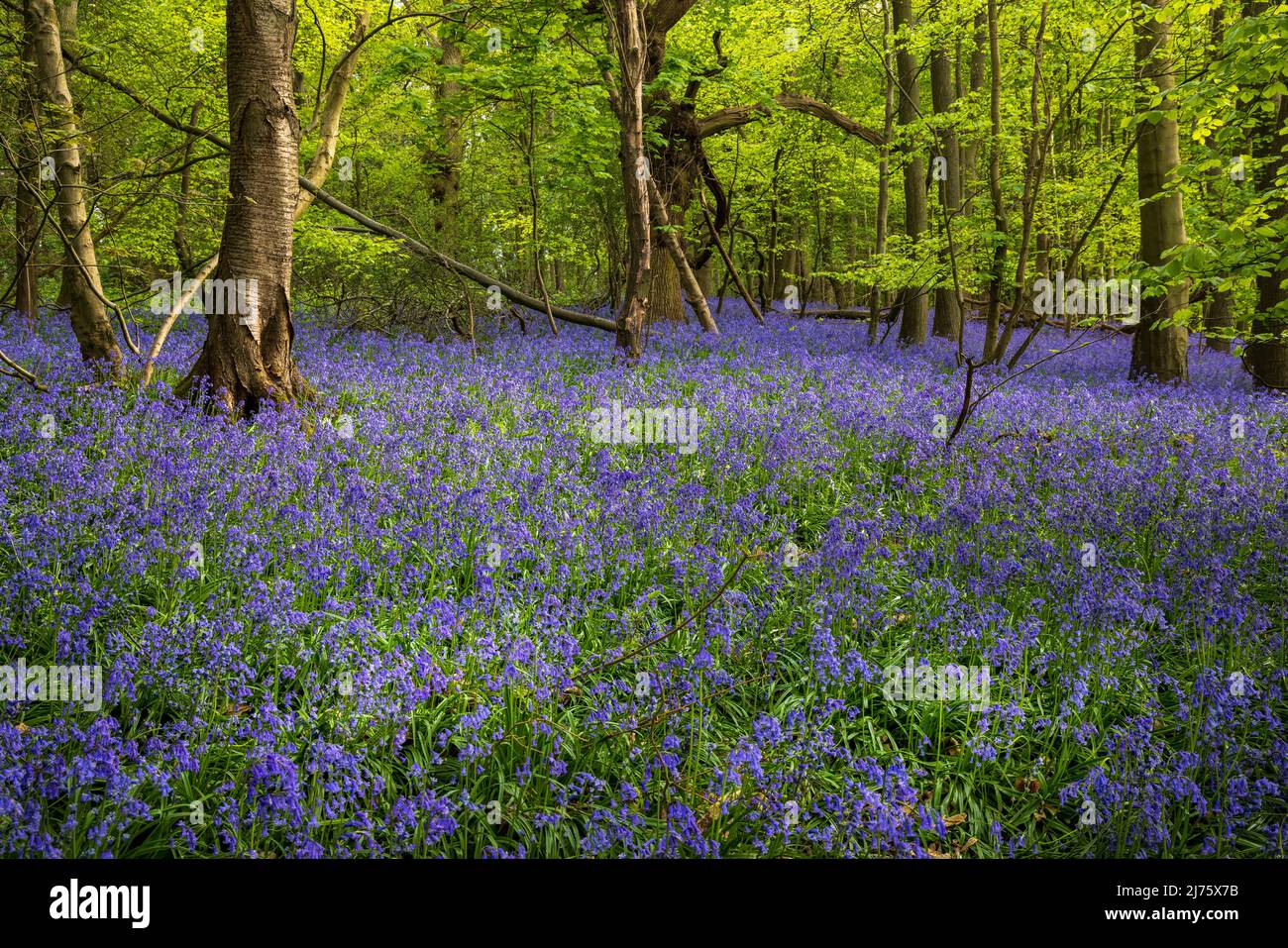 Spring Bluebells in Oxhill Wood, Cotswolds, England Stock Photo