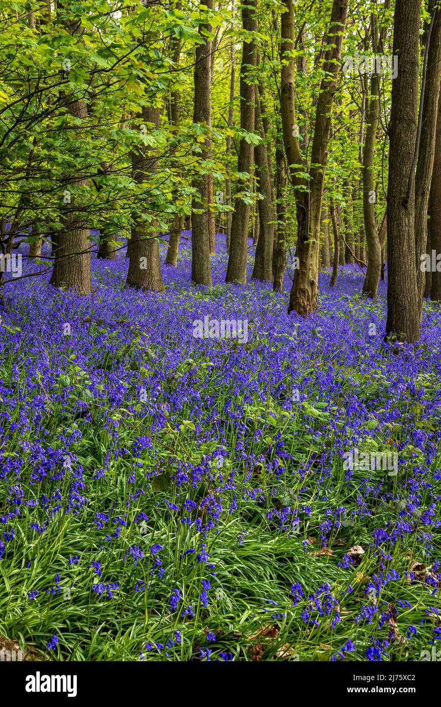 Spring Bluebells in Oxhill Wood, Cotswolds, England Stock Photo