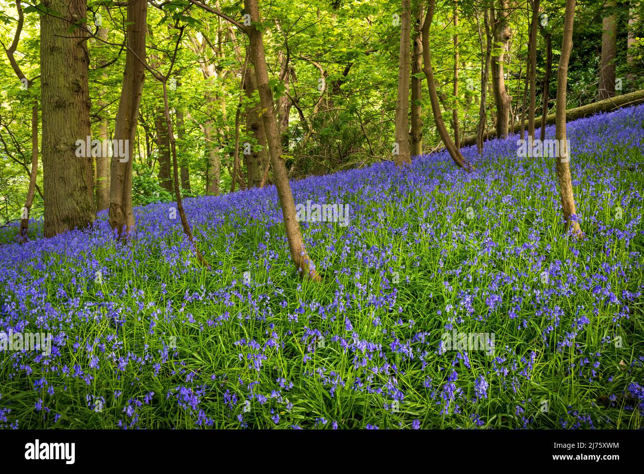 Spring Bluebells in Oxhill Wood, Cotswolds, England Stock Photo