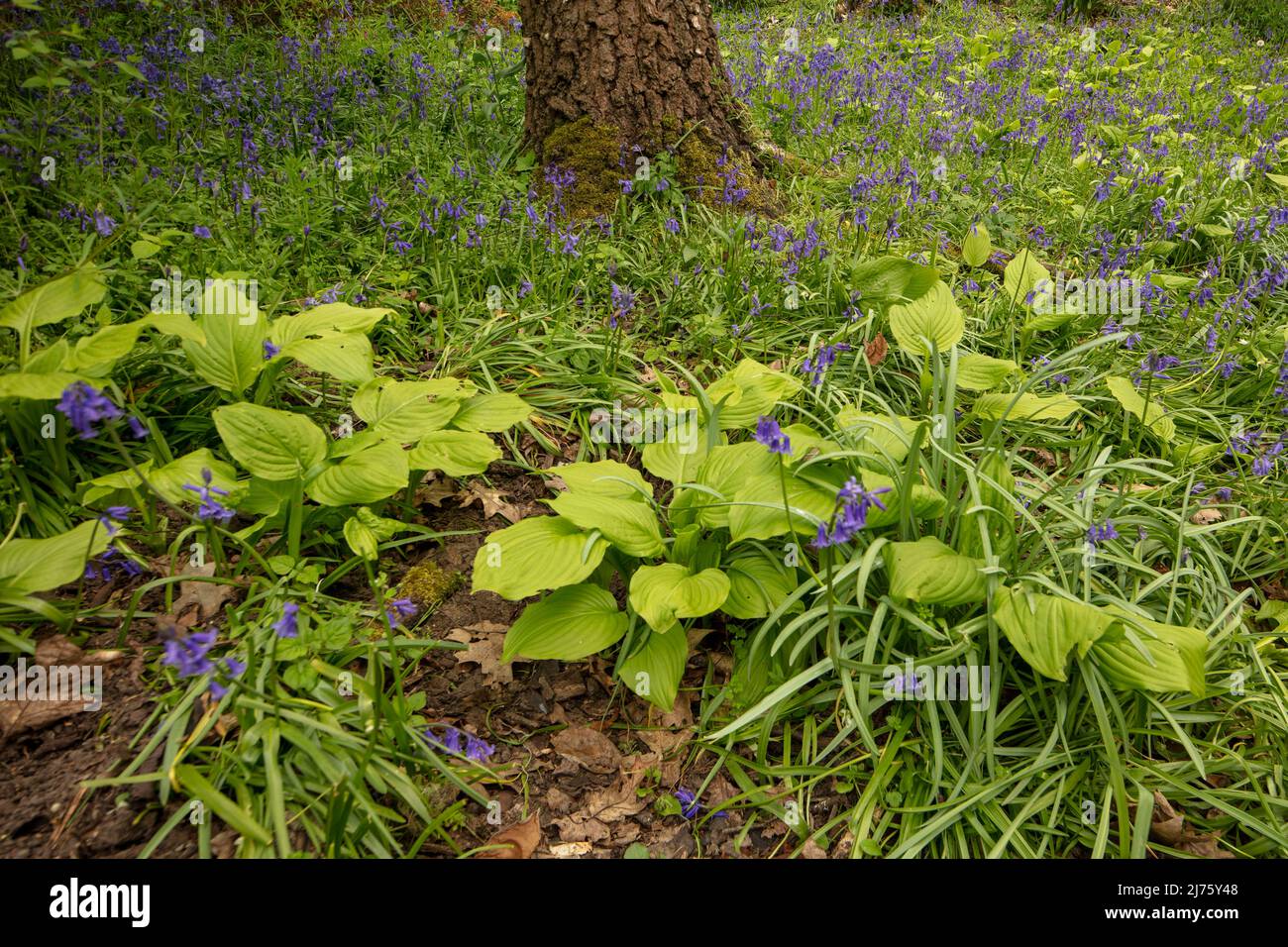 Hosta+display hi-res stock photography and images - Page 3 - Alamy