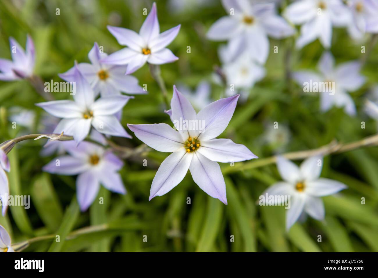 Ipheion (spring starflower) blooming in spring Stock Photo