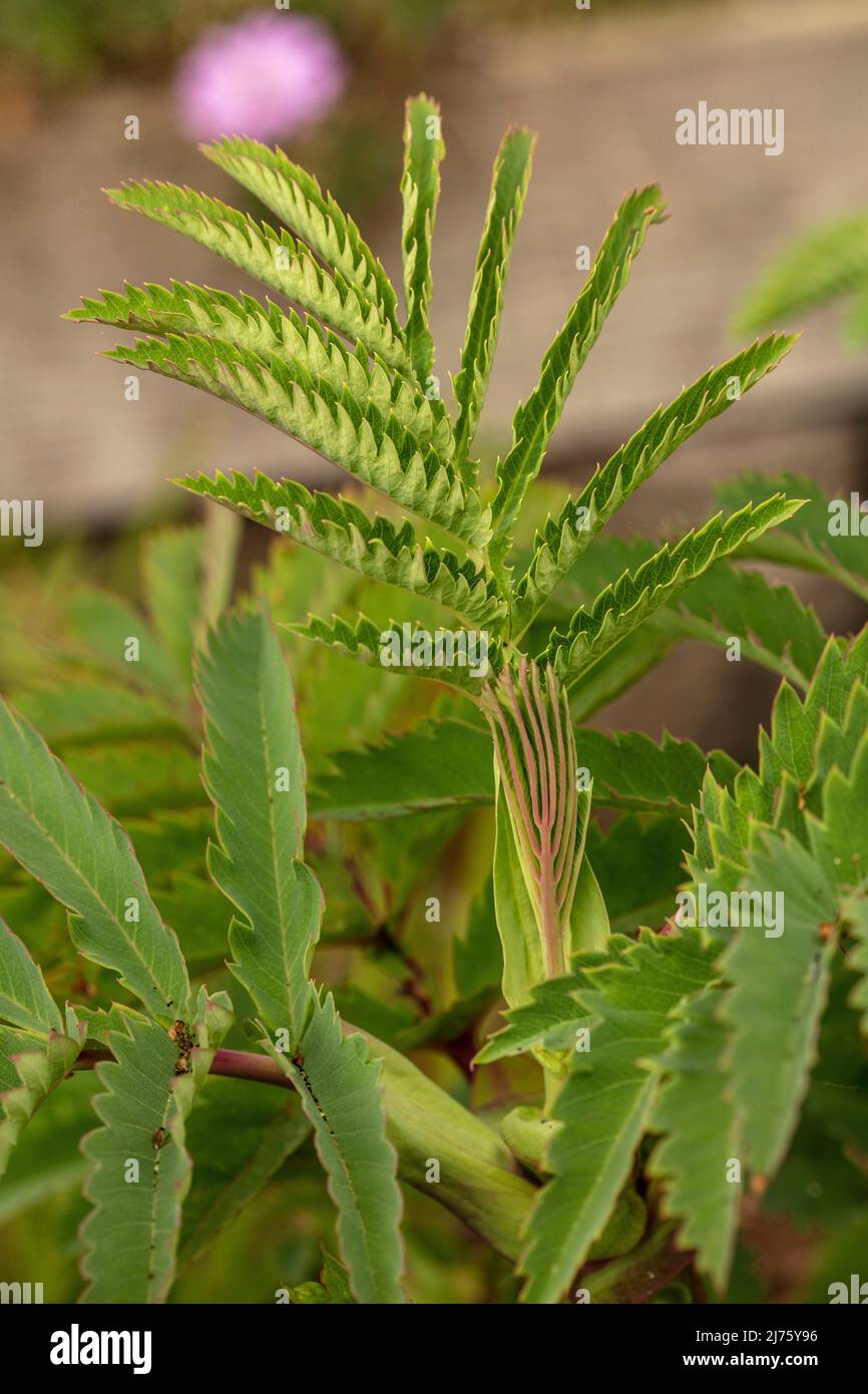 Very close-up young Melianthus Major leaves showing natural character, pattern and texture Stock Photo