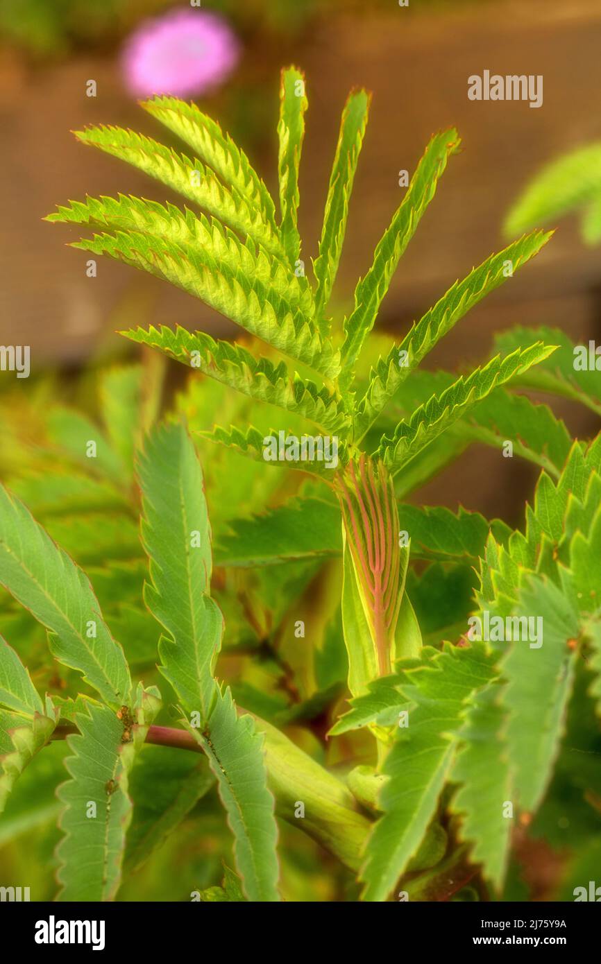Very close-up young Melianthus Major leaves showing natural character, pattern and texture Stock Photo