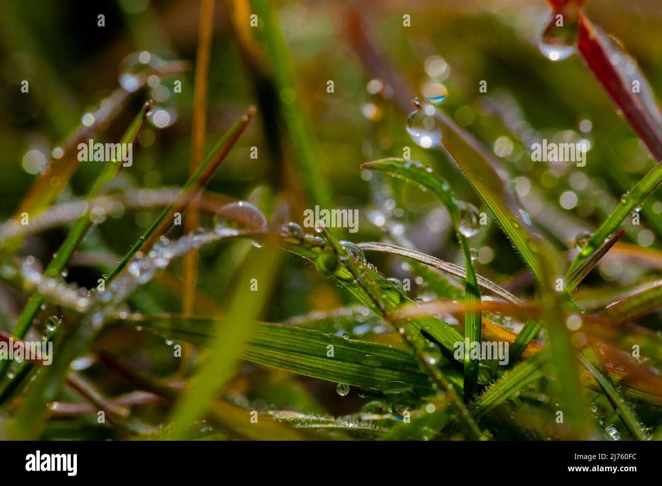 Wet grass in the early morning with raindrops, shallow depth of field, beautiful fuzzy bokeh Stock Photo