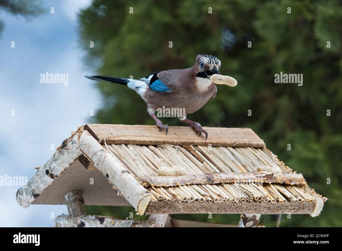 Jay (Garrulus glandarius) in winter at the bird feeder with a peanut in its beak, Ovronnaz, Valais, Switzerland Stock Photo