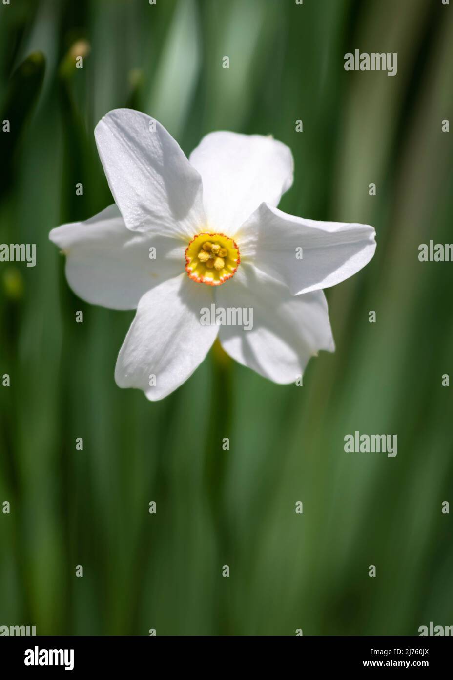 White-orange star daffodil (Narcissus radiiflorus) Stock Photo