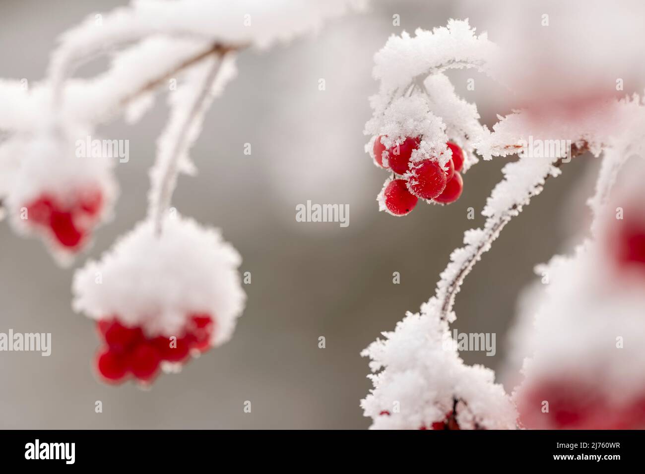 Red berry, fruit of red-fruited fence beet (Bryonia dioica) in snow and ice . The red fruits shine in the snow. Stock Photo
