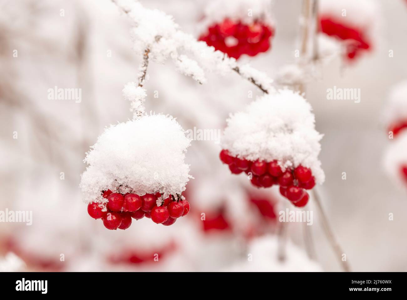 Red berry, fruit of red-fruited fence beet (Bryonia dioica) in snow and ice . The red fruits shine in the snow. Stock Photo