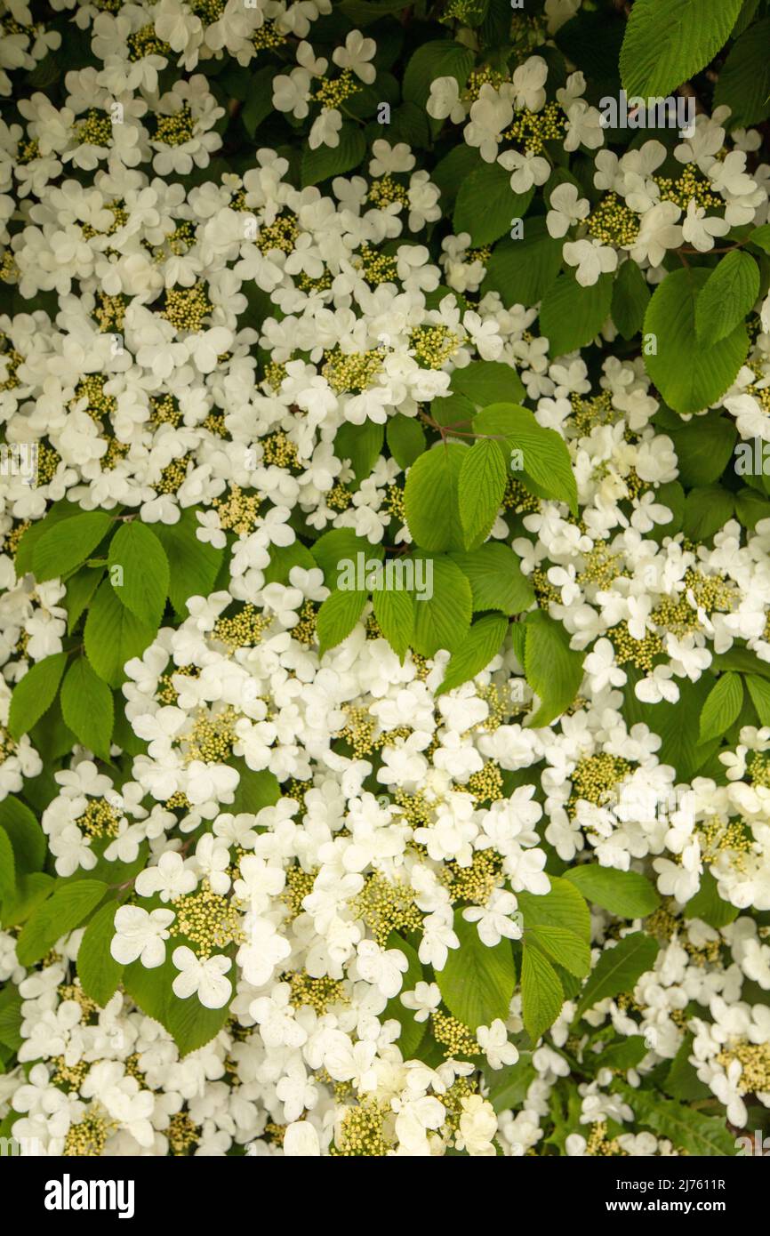 Prolific spring flowering Viburnum Plicatum f.Tomentosum shrub in close-up Stock Photo