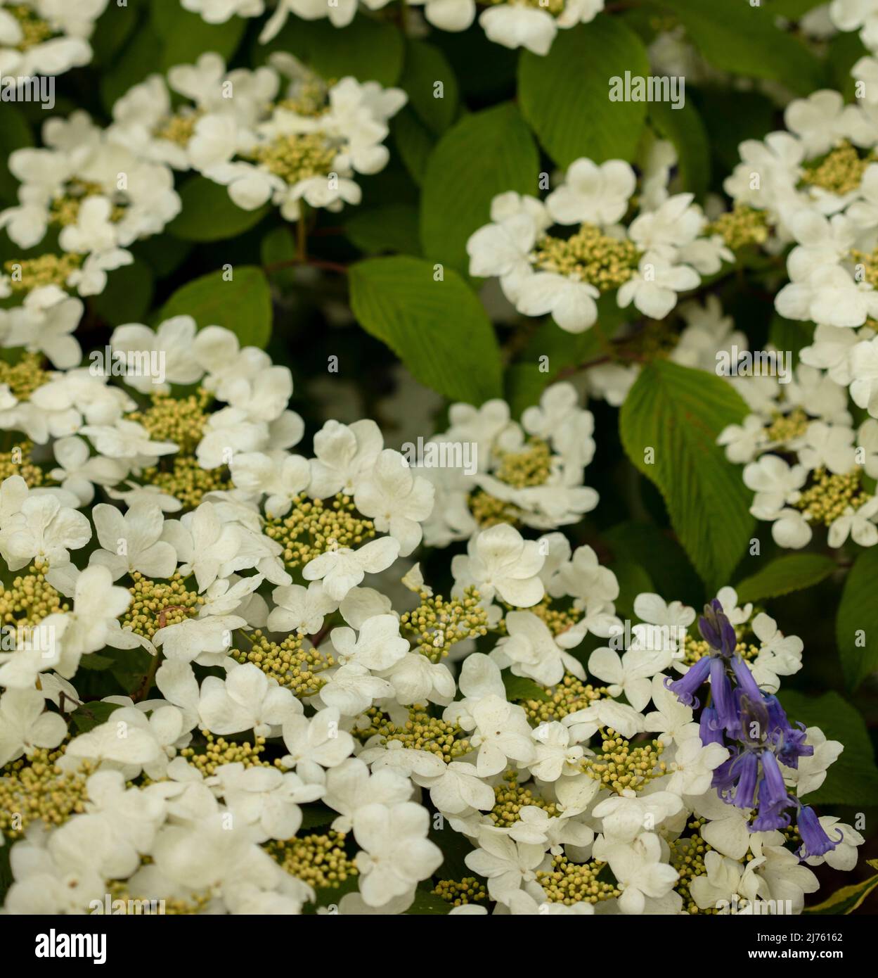 Prolific spring flowering Viburnum Plicatum f.Tomentosum shrub in close-up Stock Photo
