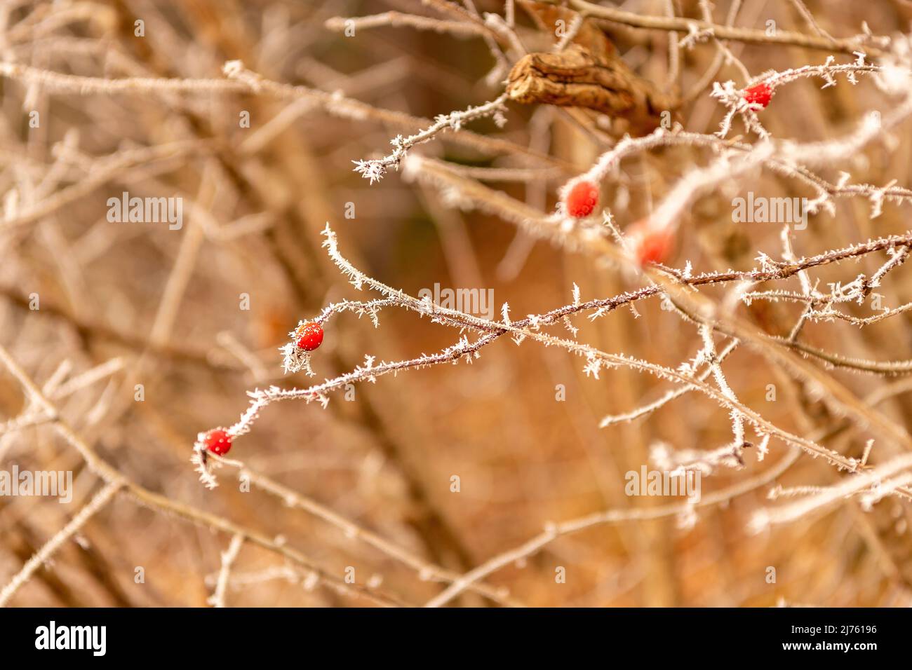 Rose hips in hoar frost Stock Photo - Alamy