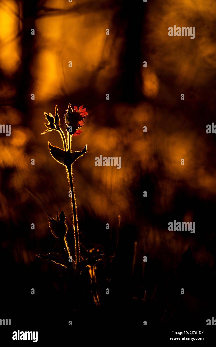 Red light carnation, also called red gluewort, red night carnation, forest carnation, daylight carnation or Herrgottsblutt, in the backlight of the setting sun in the foothills of the Alps ind a flower meadow in the warm light of the sun. Stock Photo