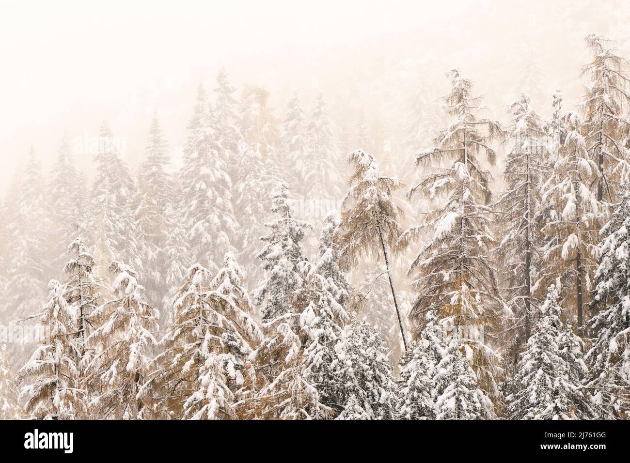 Larch with fresh snow in autumn fog. Stock Photo