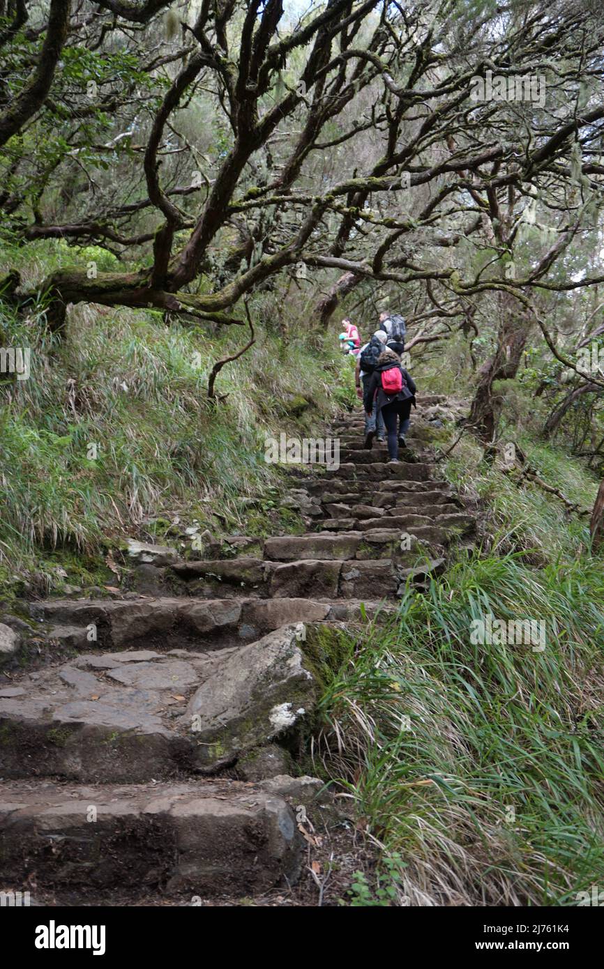 Solitude hiking path along a traditional levada  in nature to „25 fontes' waterfalls in Rabacal, Madeira island, Portugal. Photo by Matheisl Stock Photo
