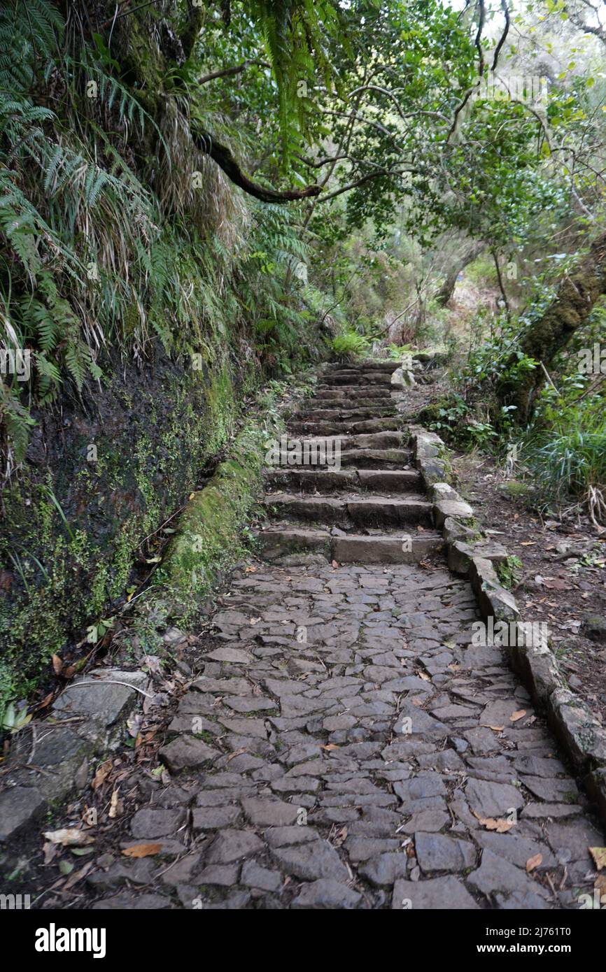Solitude hiking path along a traditional levada  in nature to „25 fontes' waterfalls in Rabacal, Madeira island, Portugal. Photo by Matheisl Stock Photo