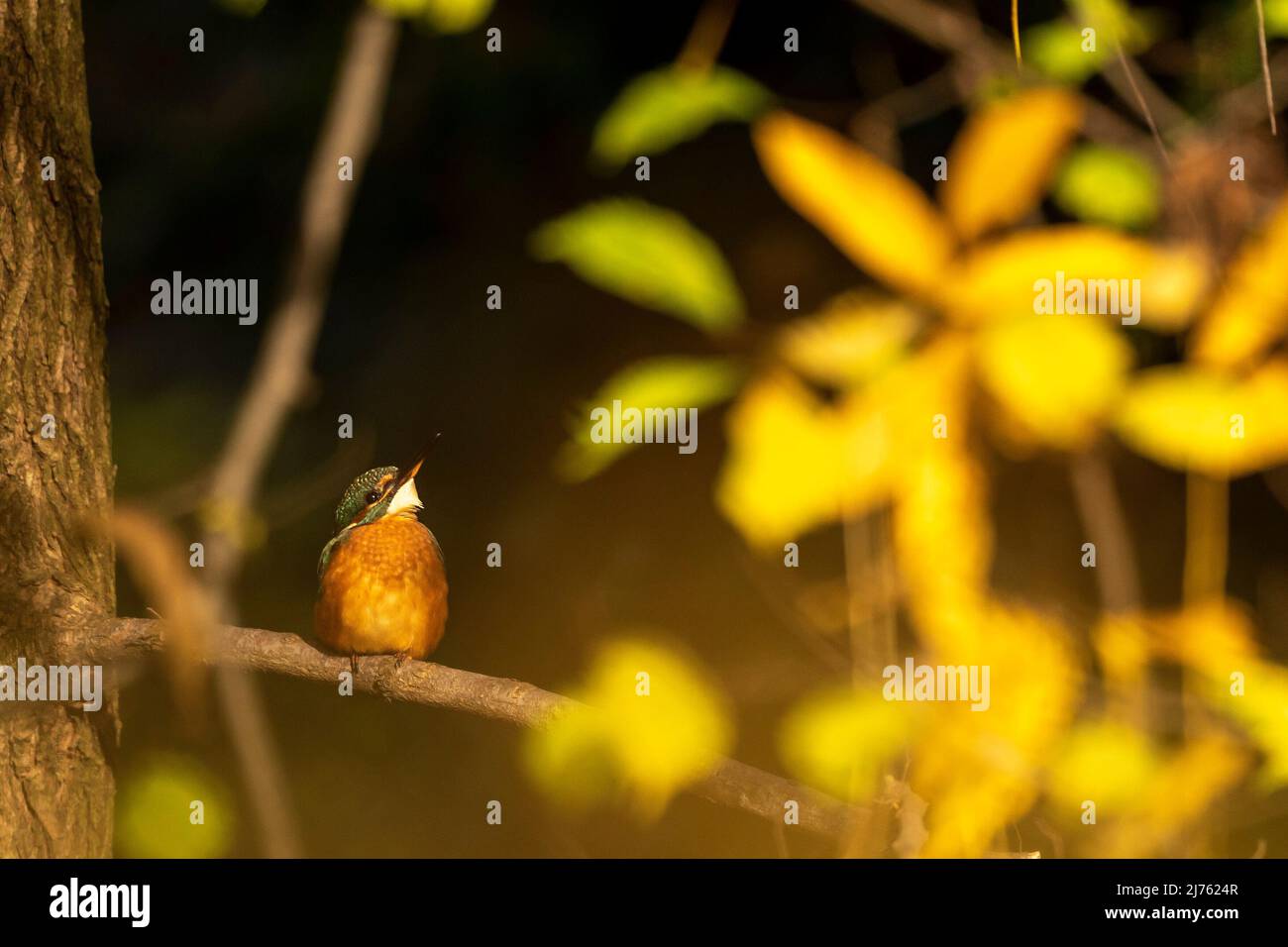A male kingfisher in autumn leaves of a tree Stock Photo