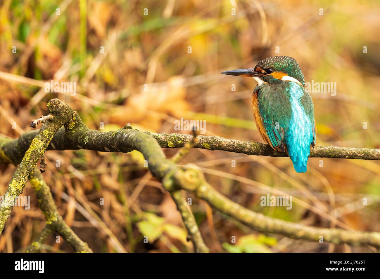 A male kingfisher on his perch Stock Photo