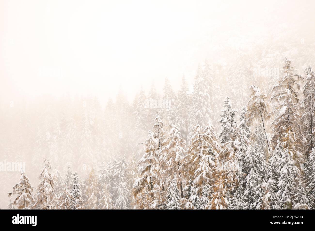 Larch with fresh snow in autumn fog. Stock Photo