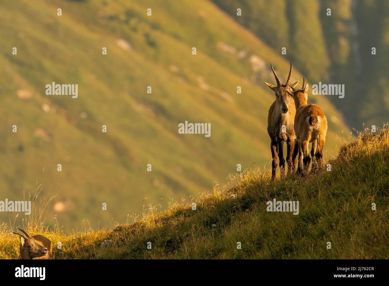 Two female ibexes seem to be engrossed in a conversation, in the warm morning light on a green mountain meadow in the Karwendel. Stock Photo