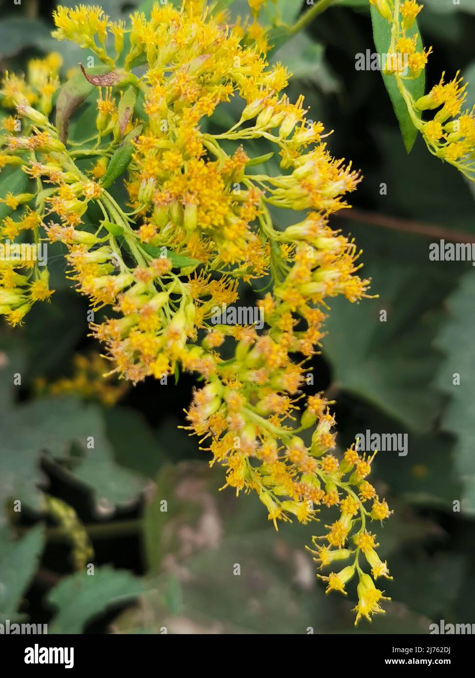 Wild field flower hi-res stock photography and images - Alamy