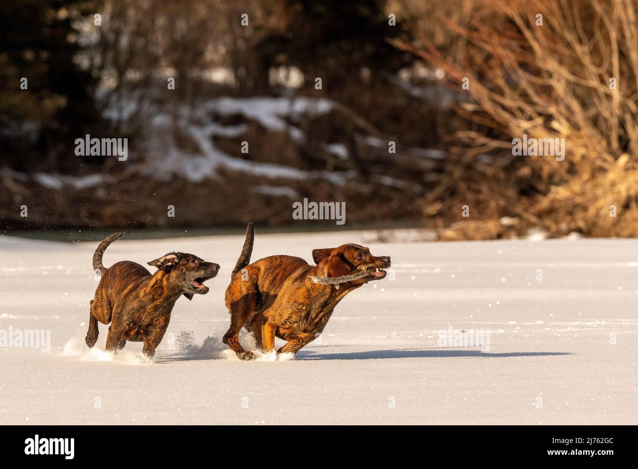 Hanover Hounds Emma and Rüpel play in the snow on the bank of a small stream. Stock Photo