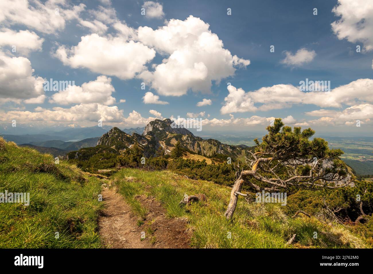 The hiking trail, mountain path over the Achselköpfe to the Benediktenwand in the background, a mountain pine stands at the edge and points north. Stock Photo