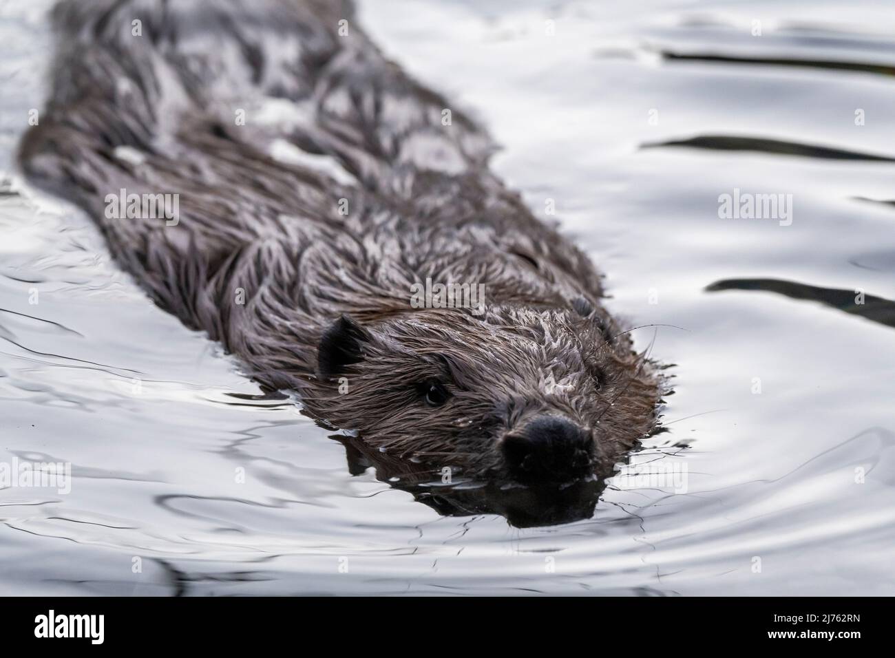 A beaver woman very close in portrait on the Isar in the water Stock Photo