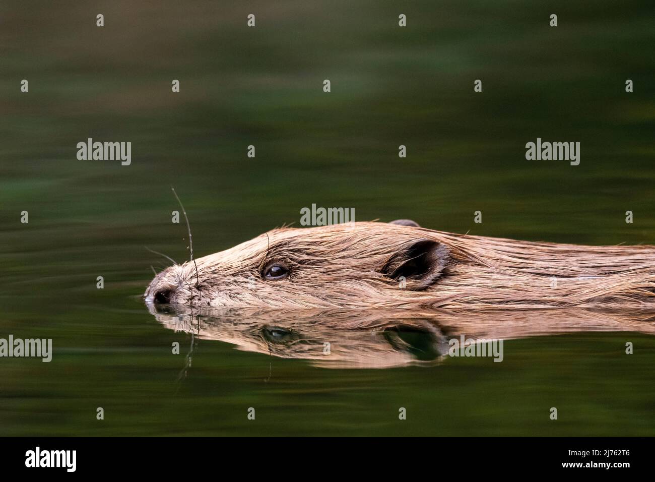 A male beaver swims calmly in the at this point calm water of the Isar with perfect reflection. Stock Photo