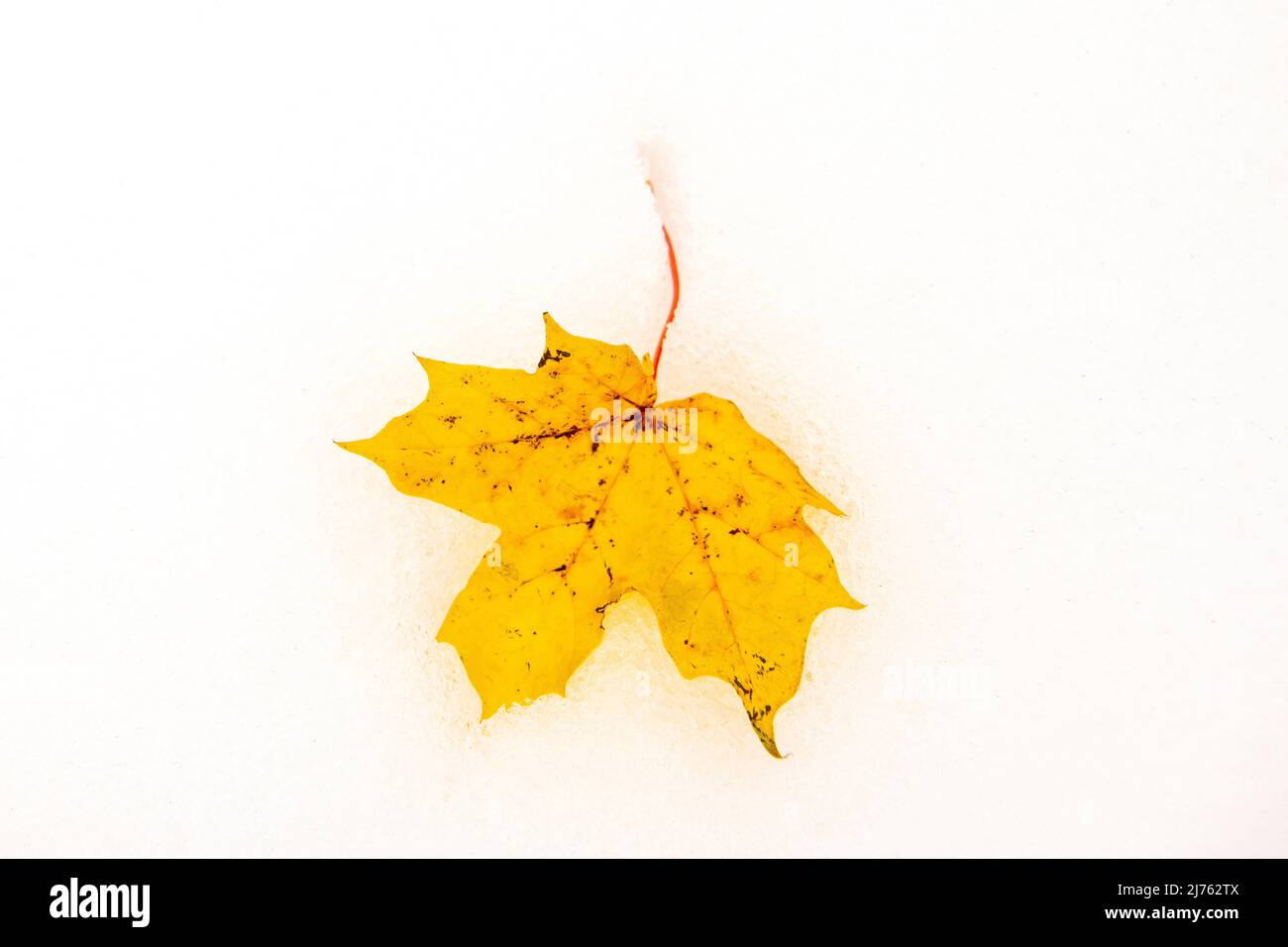 Leaves of maple on big maple ground in Karwendel on fresh white snow in autumn with fall colors Stock Photo