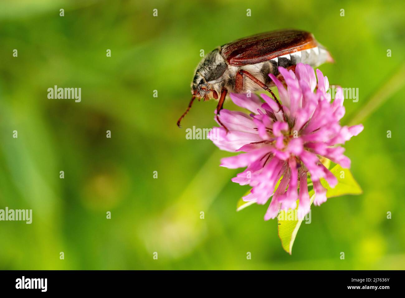 A field cockchafer (Melolontha melolontha), probably a male, on a clover flower in the Karwendel. Stock Photo