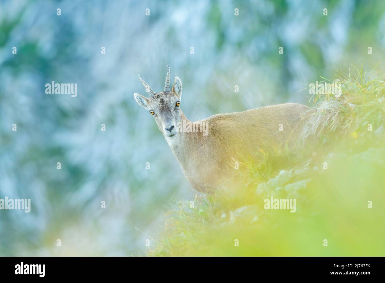 A young ibex looks into the camera, due to low shooting position, the foreground blurs. Stock Photo