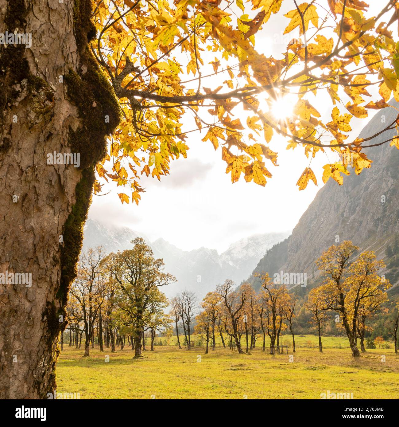 Trunk of a very old maple tree in the karwendel hi-res stock ...