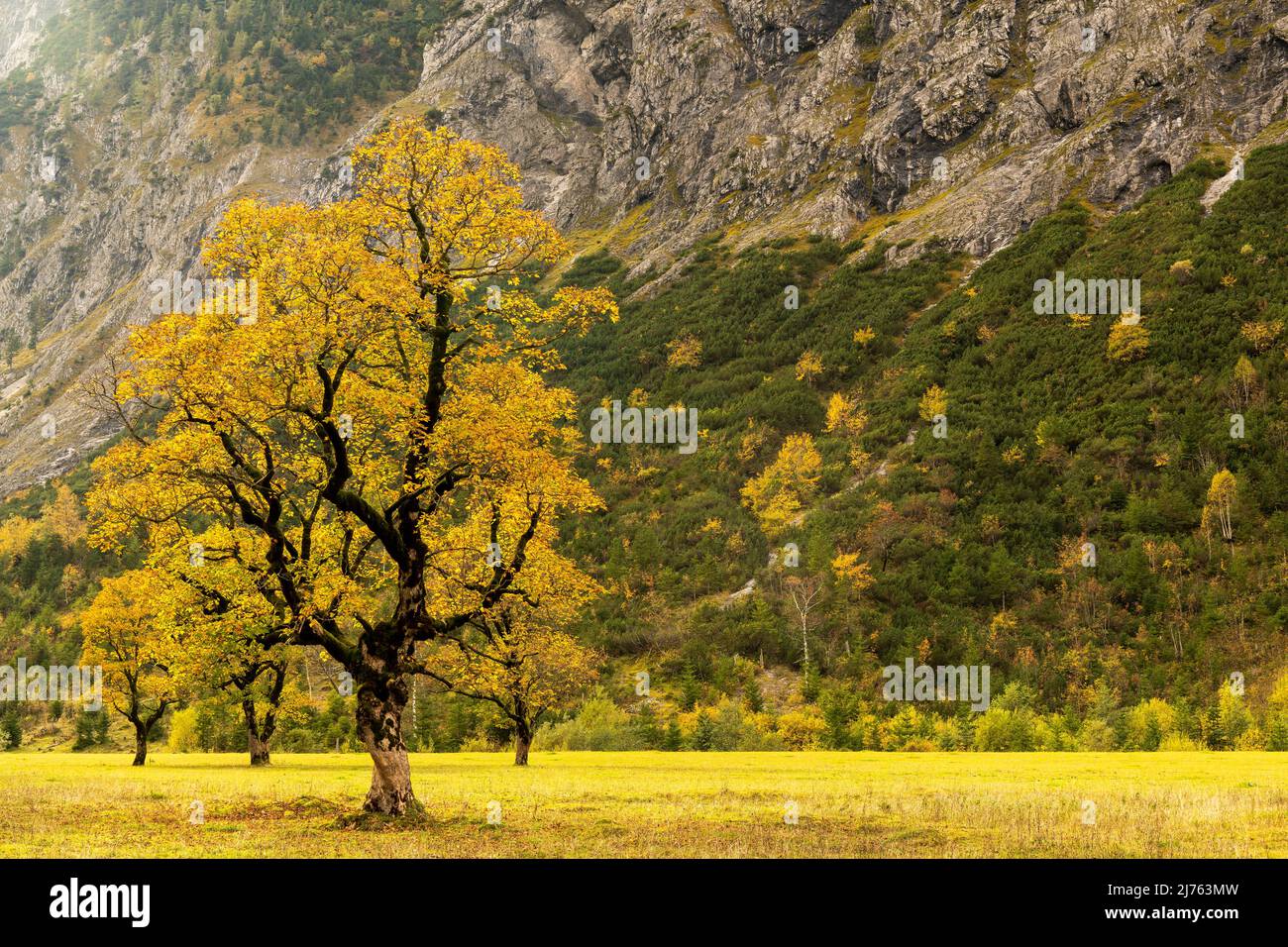 A single old and large maple tree in the backlight of the sun at the ...