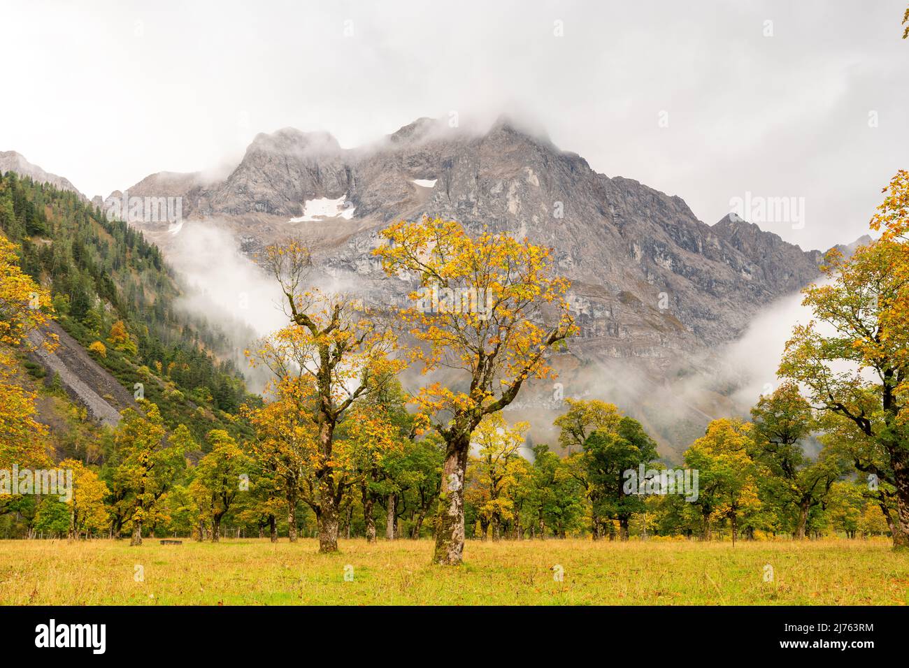 Two old maple trees on the large maple ground near Hinterriss in the Karwendel / Austria, in the background between clouds the Spirtzkarspitze of the Lalidererwände. The autumn leaves shine yellow, while fog approaches. Stock Photo