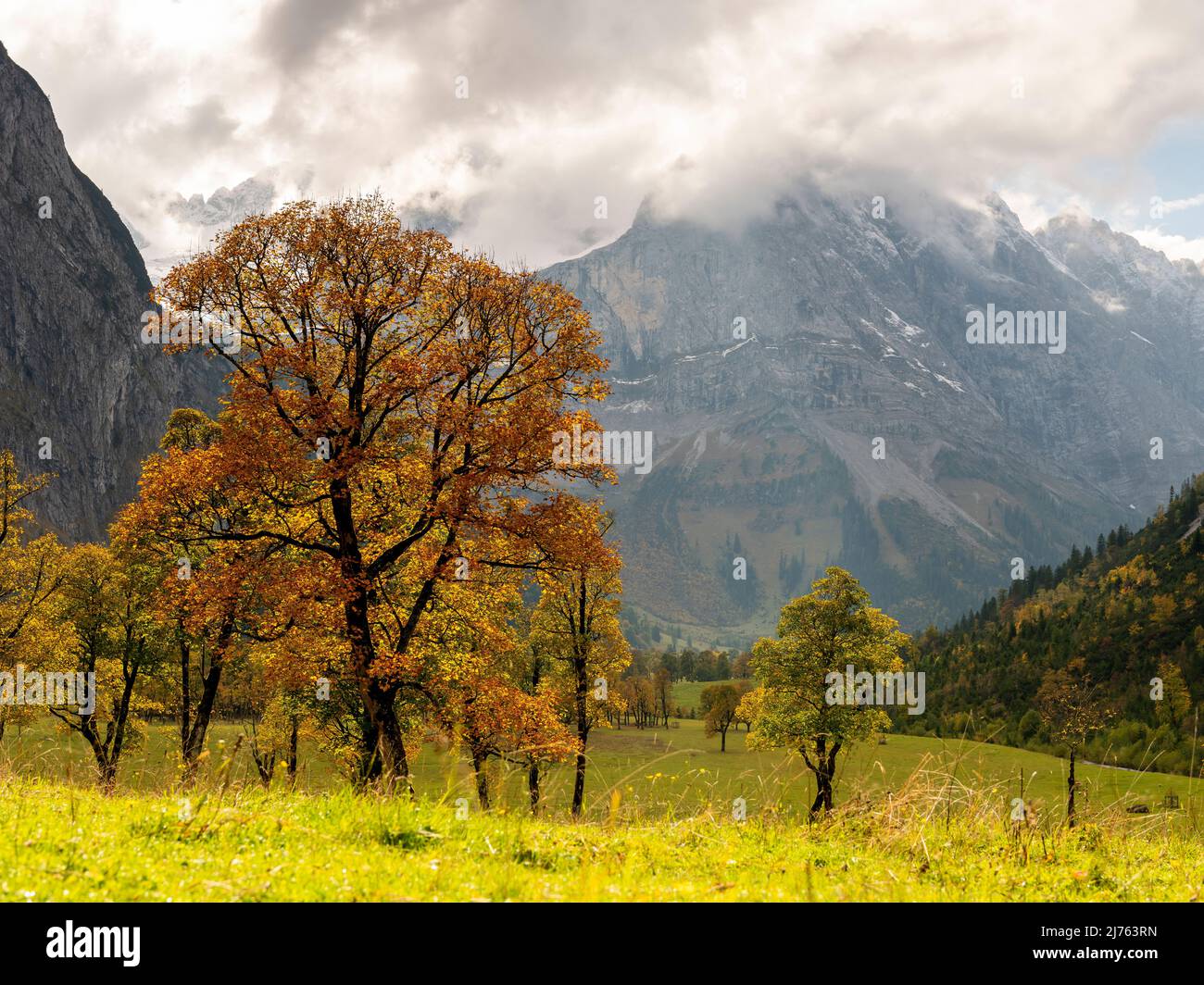Old maple trees on the large maple ground in the Risstal / the Eng, in the middle of the Karwendel in the backlight with dense clouds. In the background the valley with the Spritzkarspitze shrouded in dense clouds. Stock Photo