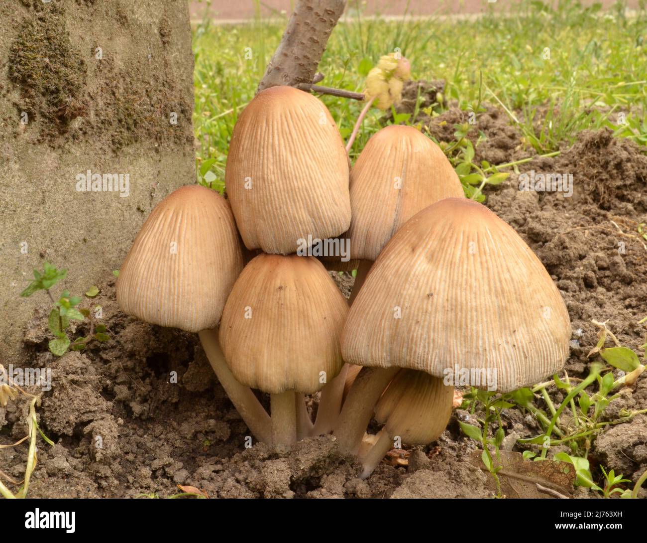 Coprinellus micaceus mushroom commonly known as mica cap, shiny cap ...