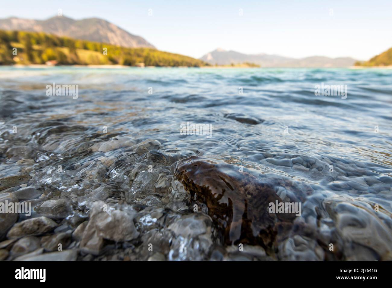 A pair of common toad (female is the larger/lower) on the shore of Walchensee in the Bavarian Alps on a gravel beach under blue skies, struggling with the swell of the lake in early spring. Stock Photo