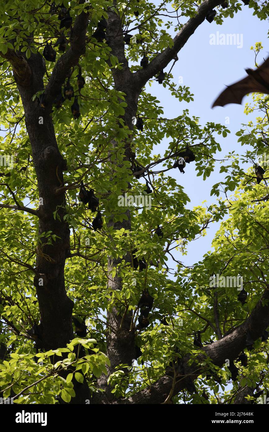 Hanging Indian flying fox (Pteropus medius), or Bat at Nana Rao Park or
