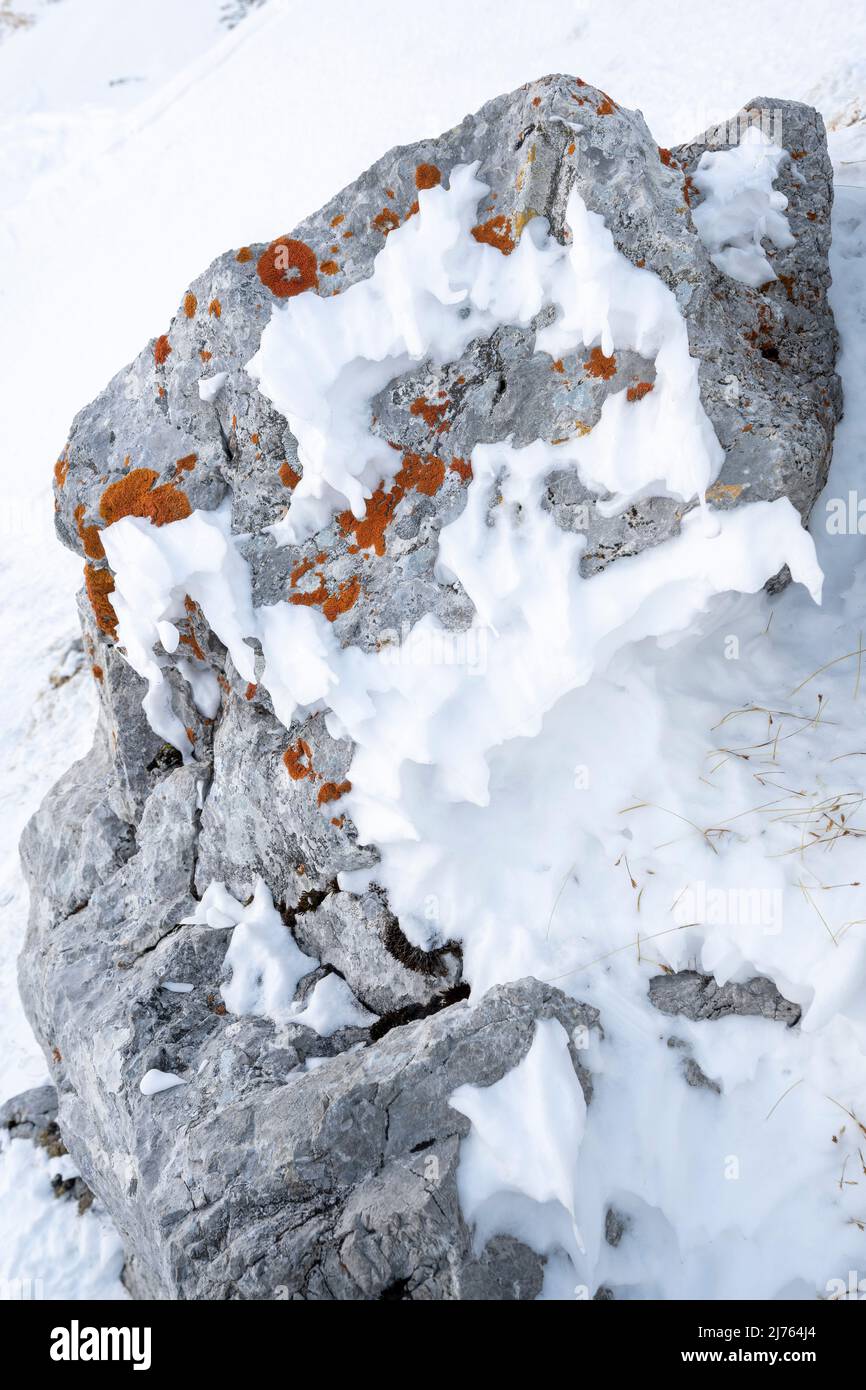Snow and ice formed the shape of a ghost, or goblin on a lichen-covered rock in the Karwendel in winter. Stock Photo