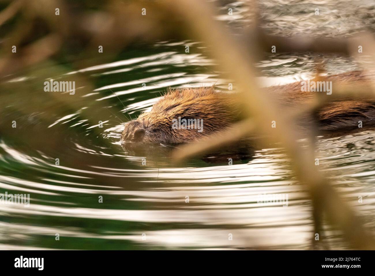 An adult beaver photographed through several twigs. Stock Photo