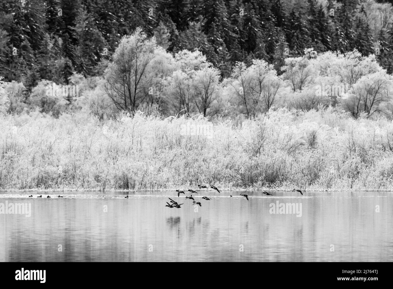 A group of pochard ducks flies low over the water of the Sylvenstein reservoir in Karwendel. The trees in the background are frozen with hoarfrost. Stock Photo