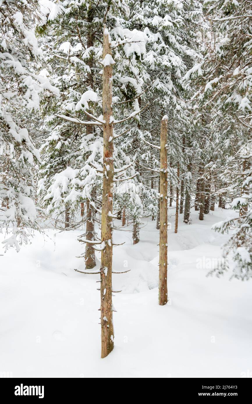 Two dead spruce trunks in dense snow in a small coniferous forest in winter in Karwendel. Stock Photo