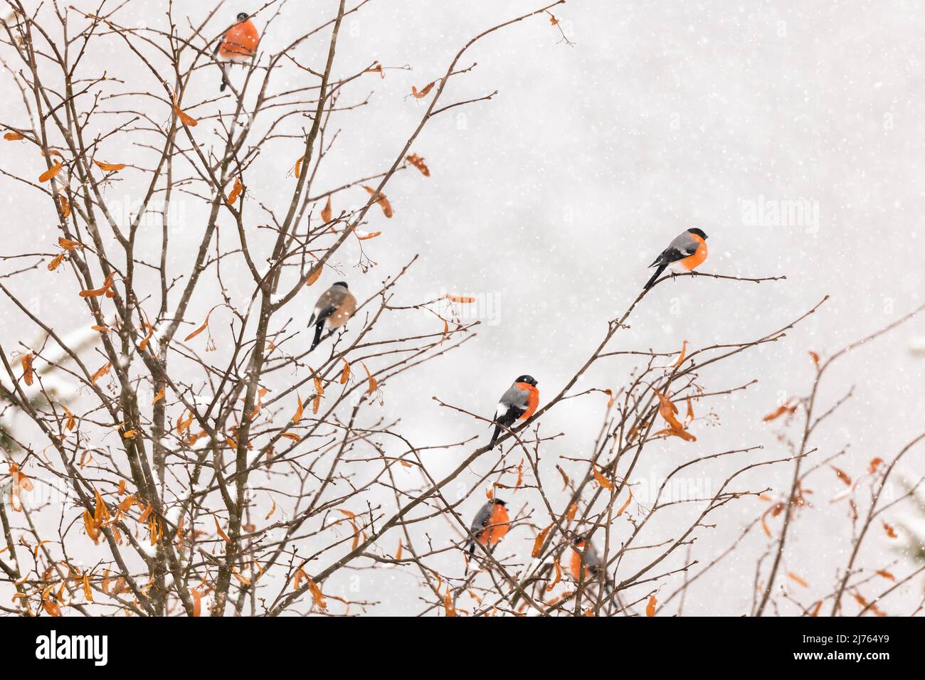 A group of male bullfinches and a female in the branches of a tree while it is snowing in the dense snow flurry in Karwendel. Stock Photo