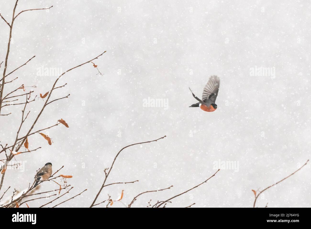 A male bullfinch up from a tree in the thick snow, while the female remains sitting in the corner of the picture. Stock Photo