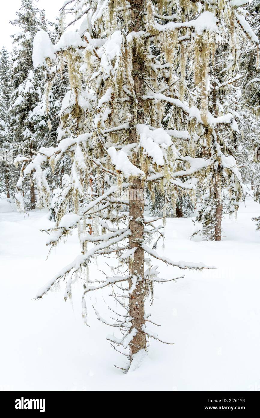 A spruce in winter in dense snow covered with lichen. Stock Photo