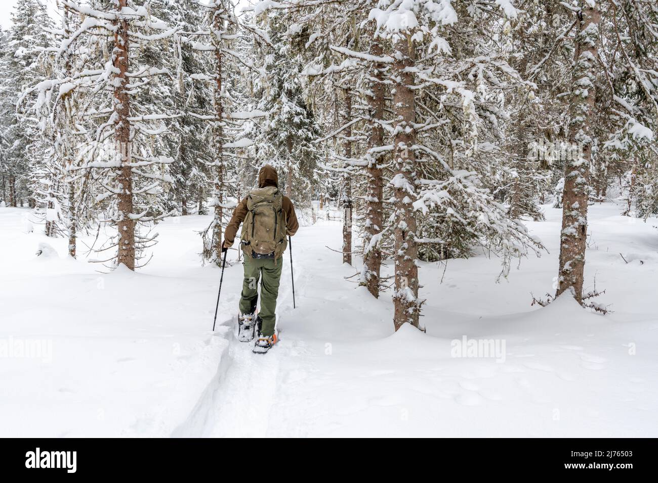 Winter in Karwendel, a hiker (self-portrait) with a large backpack walks through a dense forest with spruce trees, following a trail. Stock Photo
