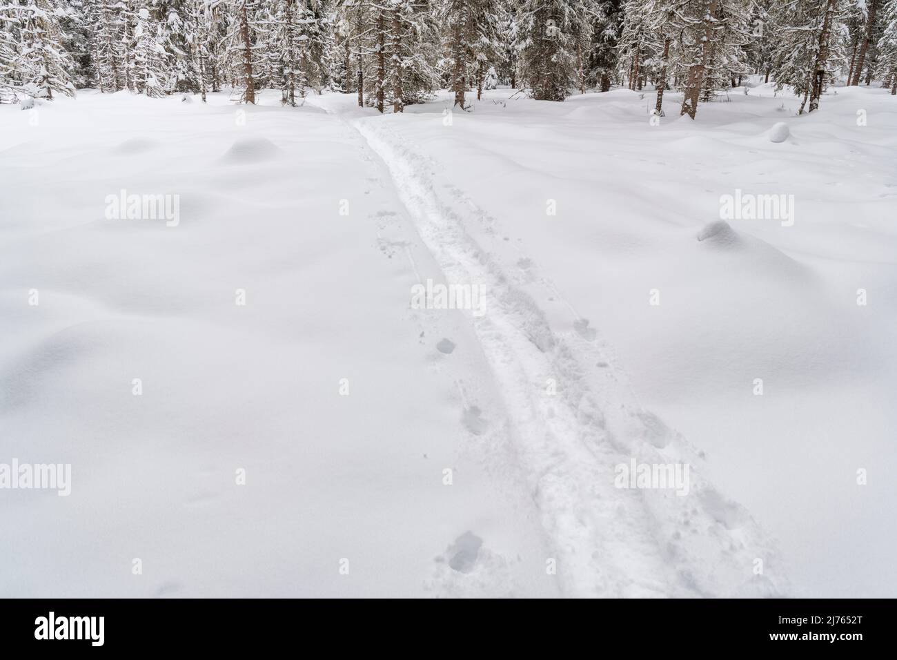 A trail of snowshoes leads across a snowy area towards a coniferous forest with spruce trees. Everything is covered with white snow. Stock Photo